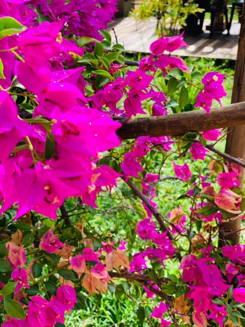 Jungle Breeze Home Stay Kasane Exterior photo